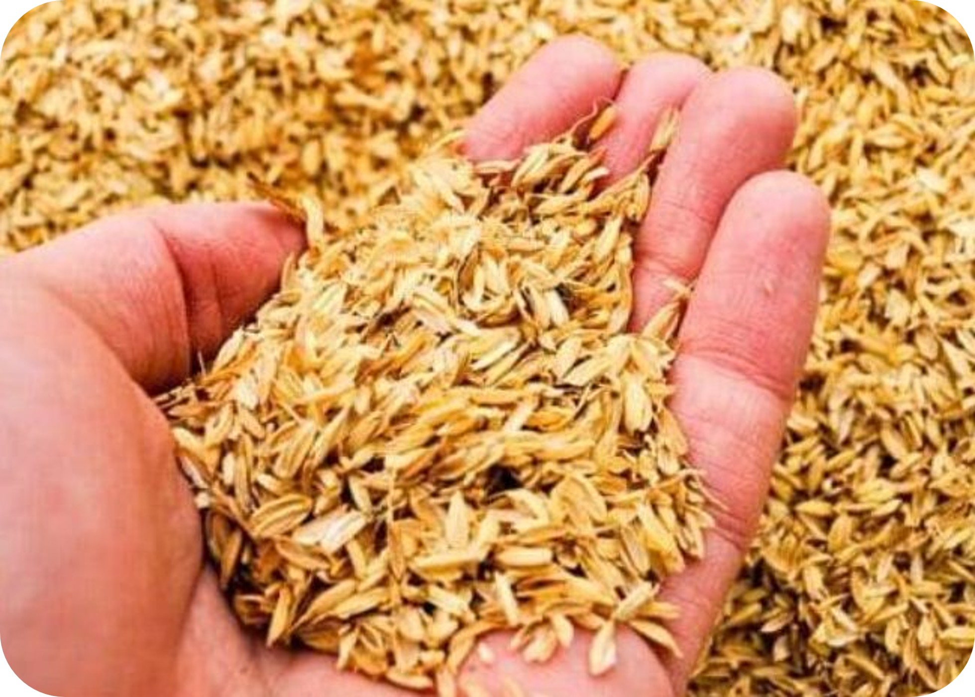 Rice-Husk-Pellet