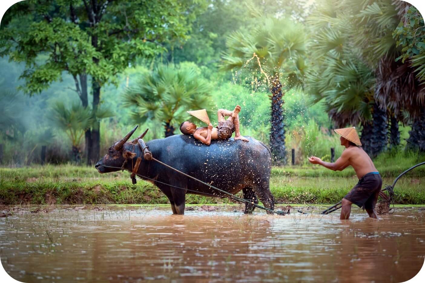 waterbuffalo